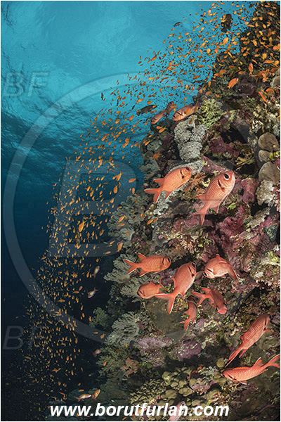 Elphinstone reef, Marsa Alam, Egypt, Red sea, Myripristis murdjan, Myripristis, Holocentridae, Blotcheye Soldierfish, Pinecone soldierfish, Soldierfish, Fish, Fish school, Reef