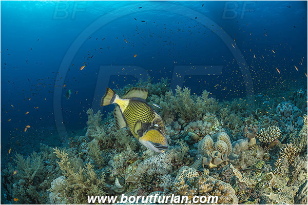 Elphinstone reef, Marsa Alam, Egypt, Red sea, Balistoides viridescens, Balistoides, Balistidae, Titan triggerfish, Triggerfish, Fish, Reef