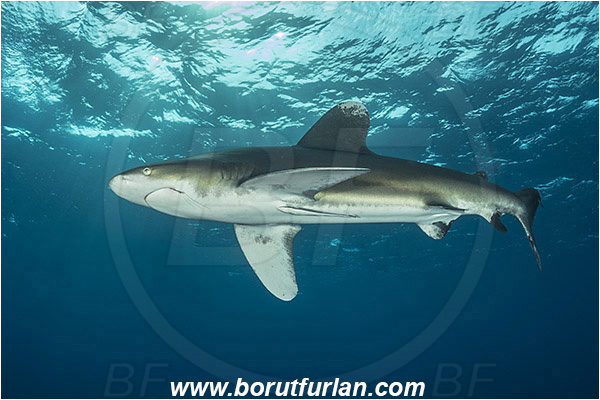 Elphinstone reef, Marsa Alam, Egypt, Red sea, Carcharhinus longimanus, Carcharhinus, Carcharhinidae, Elasmobranchii, Oceanic whitetip shark, Shark, Fish