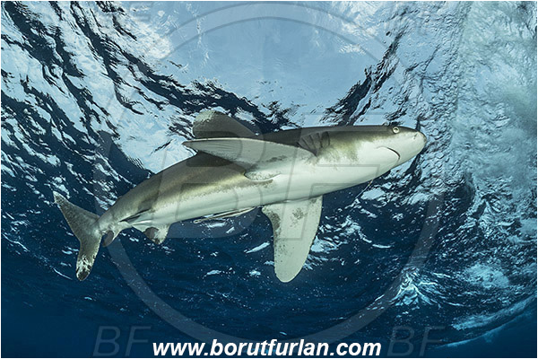 Elphinstone reef, Marsa Alam, Egypt, Red sea, Carcharhinus longimanus, Carcharhinus, Carcharhinidae, Elasmobranchii, Oceanic whitetip shark, Shark, Fish