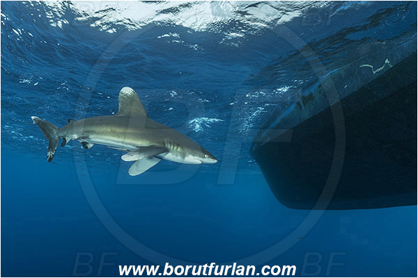 Elphinstone reef, Marsa Alam, Egypt, Red sea, Carcharhinus longimanus, Carcharhinus, Carcharhinidae, Elasmobranchii, Oceanic whitetip shark, Shark, Fish, Boat