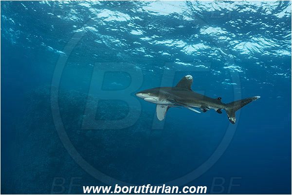 Elphinstone reef, Marsa Alam, Egypt, Red sea, Carcharhinus longimanus, Carcharhinus, Carcharhinidae, Elasmobranchii, Oceanic whitetip shark, Shark, Fish, Reef