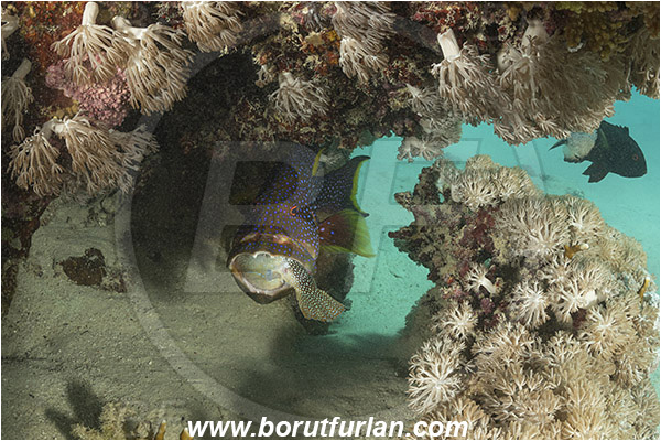 Marsa Shagra, Marsa Alam, Egypt, Red sea, Variola louti, Variola, Serranidae, Yellow-edged lyretail, Lyretail grouper, Moon grouper, Grouper, Fish, Feeding, Prey