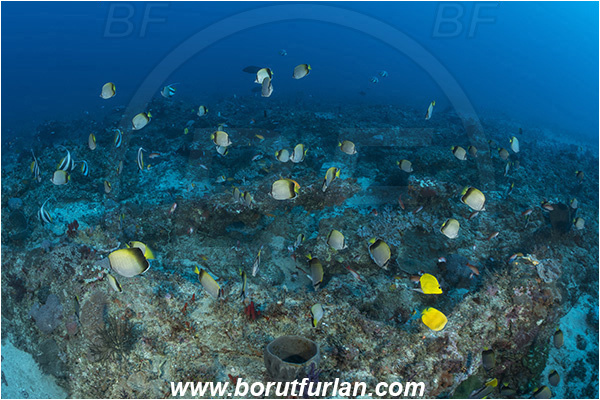 Sodwana bay, South Africa, Indian ocean, Chaetodon dolosus, Chaetodon, Chaetodontidae, Blackedged butterflyfish, African butterflyfish, Butterflyfish, Fish, Fish school, Reef