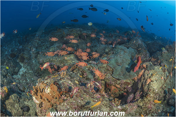 Sodwana bay, South Africa, Indian ocean, Myripristis murdjan, Myripristis, Holocentridae, Blotcheye Soldierfish, Pinecone soldierfish, Soldierfish, Fish, Fish school, Reef