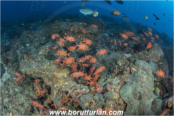 Sodwana bay, South Africa, Indian ocean, Myripristis murdjan, Myripristis, Holocentridae, Blotcheye Soldierfish, Pinecone soldierfish, Soldierfish, Fish, Fish school, Reef