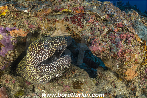 Sodwana bay, South Africa, Indian ocean, Gymnothorax favagineus, Gymnothorax, Muraenidae, Honeycomb Moray Eel, Laced Moray Eel, Moray, Fish, Portrait, Reef
