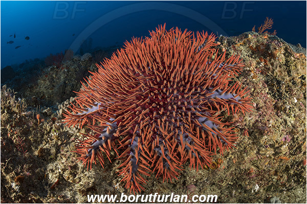 Sodwana bay, South Africa, Indian ocean, Acanthaster planci, Acanthaster, Acanthasteridae, Crown-of-thorns starfish, Starfish, Asteroidea, Echinodermata, Echinoderm, Reef