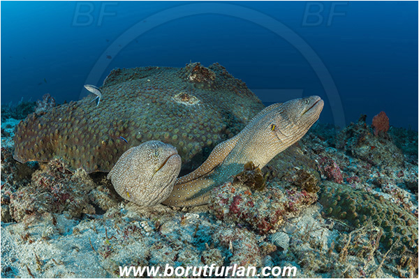 Sodwana bay, South Africa, Indian ocean, Gymnothorax nudivomer, Gymnothorax, Muraenidae, Yellow-mouth Moray Eel, Moray, Fish, Portrait, Reef