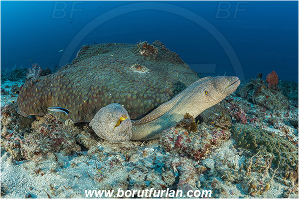 Sodwana bay, South Africa, Indian ocean, Gymnothorax nudivomer, Gymnothorax, Muraenidae, Yellow-mouth Moray Eel, Moray, Fish, Portrait, Reef
