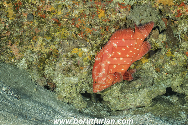 Sodwana bay, South Africa, Indian ocean, Cephalopholis sonnerati, Cephalopholis, Serranidae, Tomato hind, Tomato grouper, Grouper, Fish, Reef