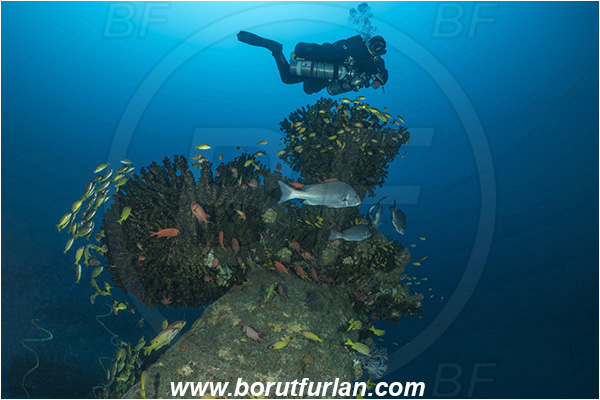 Sodwana bay, South Africa, Indian ocean, Tubastraea micrantha, Tubastraea, Dendrophylliidae, Black sun coral, Coral, Anthozoa, Cnidaria, Cnidarian, Reef, Fish school, Diver