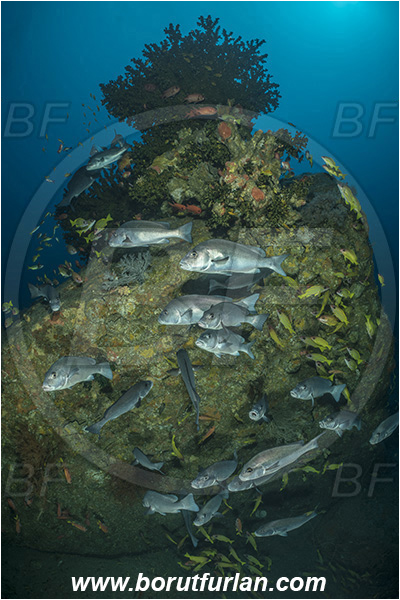 Sodwana bay, South Africa, Indian ocean, Tubastraea micrantha, Tubastraea, Dendrophylliidae, Black sun coral, Coral, Anthozoa, Cnidaria, Cnidarian, Reef, Diagramma centurio, Diagramma, Haemulidae, Sailfin rubberlip, Sweetlips, Fish, Fish school