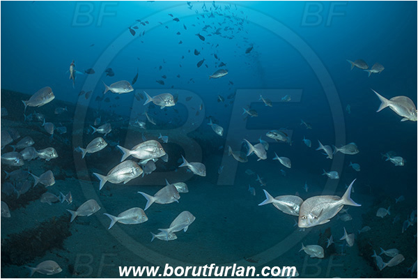 Sodwana bay, South Africa, Indian ocean, Polyamblyodon gibbosum, Polyamblyodon, Sparidae, Cristie, Knife-back seabream, Seabream, Fish, Fish school, Reef