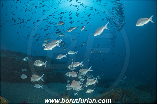 Sodwana bay, South Africa, Indian ocean, Polyamblyodon gibbosum, Polyamblyodon, Sparidae, Cristie, Knife-back seabream, Seabream, Fish, Fish school, Reef