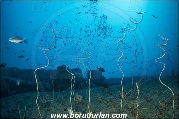 Sodwana bay, South Africa, Indian ocean, Cirripathes spiralis, Cirripathes, Antipathidae, Spiral wire coral, Wire coral, Cnidarian, Cnidaria, Reef, Fish school