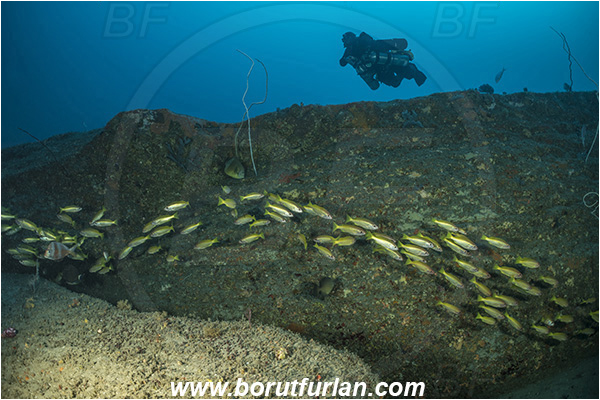 Sodwana bay, South Africa, Indian ocean, Reef, Lutjanus lutjanus, Bigeye Snapper, Lutjanus, Lutjanidae, Snapper, Fish, Fish school, Diver
