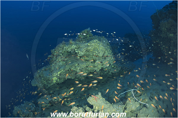Sodwana bay, South Africa, Indian ocean, Centroberyx druzhinini, Centroberyx, Berycidae, Bight redfish, Fish, Fish school, Reef, Deep reef, Below 100 m
