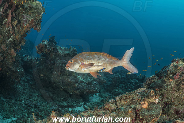 Sodwana bay, South Africa, Indian ocean, Chirodactylus jessicalenorum, Chirodactylus, Cheilodactylidae, Natal fingerfin, Fingerfin, Fish, Reef