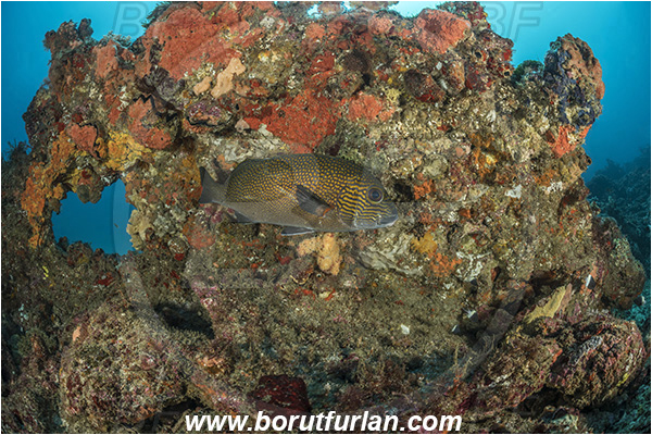 Sodwana bay, South Africa, Indian ocean, Reef, Plectorhinchus flavomaculatus, Plectorhinchus, Haemulidae, Goldspotted sweetlips, Sweetlips, Fish