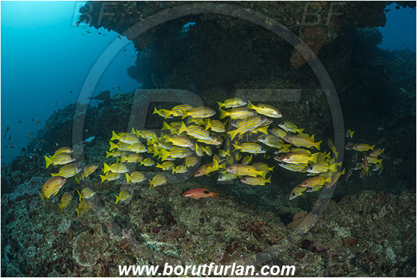 Sodwana bay, South Africa, Indian ocean, Reef, Lutjanus kasmira, Lutjanus fulviflamma, Lutjanus, Lutjanidae, Bluestripe snapper, Black-spot snapper, Dory snapper, Snapper, Fish, Fish school
