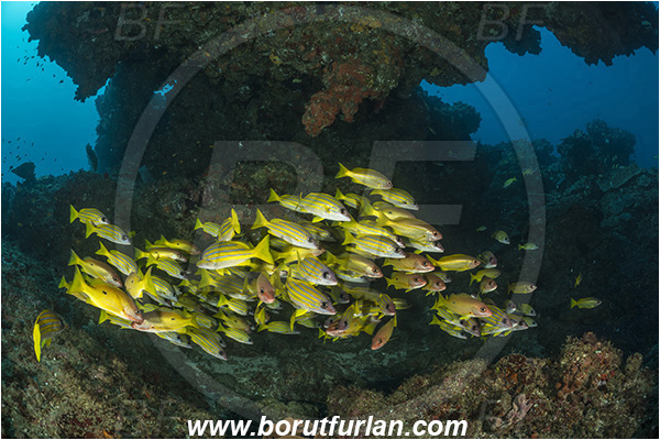 Sodwana bay, South Africa, Indian ocean, Reef, Lutjanus kasmira, Lutjanus fulviflamma, Lutjanus, Lutjanidae, Bluestripe snapper, Black-spot snapper, Dory snapper, Snapper, Fish, Fish school
