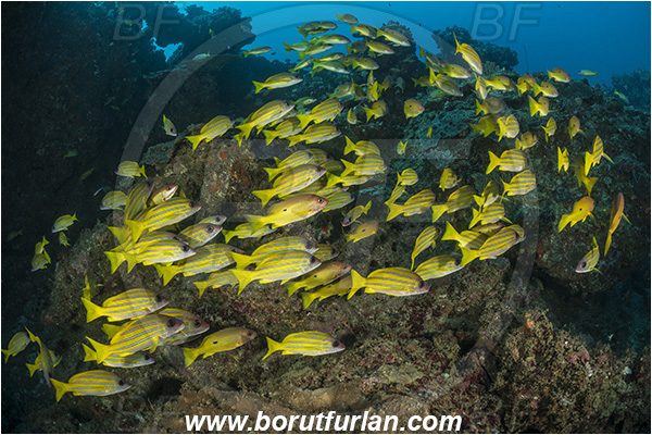 Sodwana bay, South Africa, Indian ocean, Reef, Lutjanus kasmira, Lutjanus fulviflamma, Lutjanus, Lutjanidae, Bluestripe snapper, Black-spot snapper, Dory snapper, Snapper, Fish, Fish school