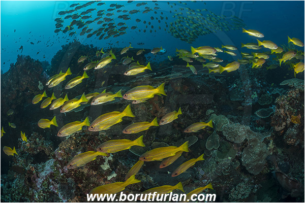 Sodwana bay, South Africa, Indian ocean, Reef, Lutjanus lutjanus, Bigeye Snapper, Lutjanus, Lutjanidae, Snapper, Fish, Fish school