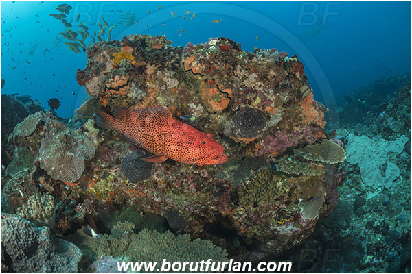 Sodwana bay, South Africa, Indian ocean, Epinephelus posteli, Epinephelus, Serranidae, Tiger grouper, Stripedfin Grouper, Grouper, Fish, Reef