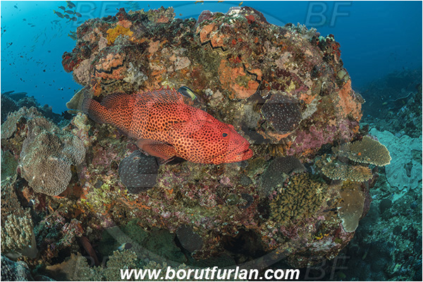 Sodwana bay, South Africa, Indian ocean, Epinephelus posteli, Epinephelus, Serranidae, Tiger grouper, Stripedfin Grouper, Grouper, Fish, Reef