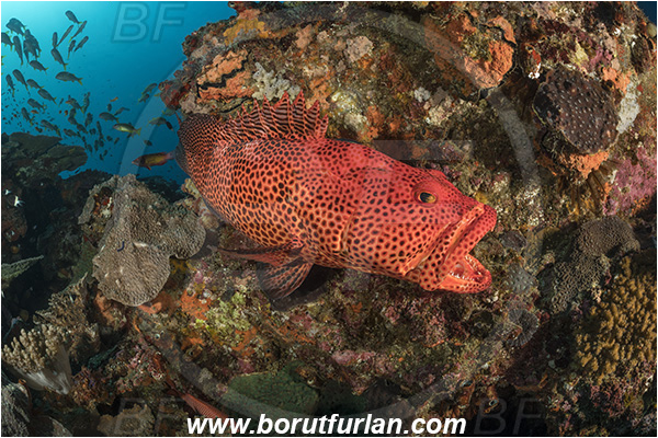 Sodwana bay, South Africa, Indian ocean, Epinephelus posteli, Epinephelus, Serranidae, Tiger grouper, Stripedfin Grouper, Grouper, Fish, Reef, Cleaning