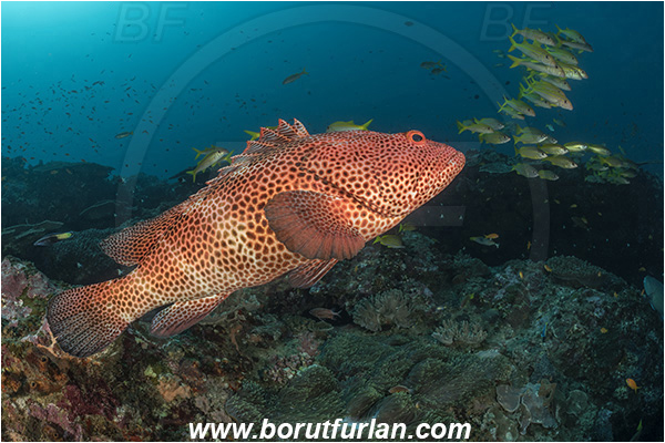 Sodwana bay, South Africa, Indian ocean, Epinephelus posteli, Epinephelus, Serranidae, Tiger grouper, Stripedfin Grouper, Grouper, Fish, Reef
