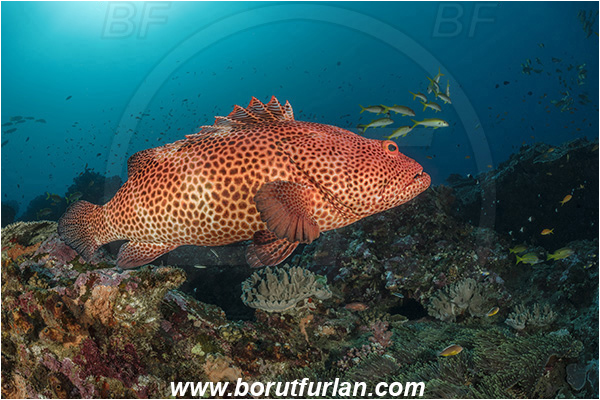 Sodwana bay, South Africa, Indian ocean, Epinephelus posteli, Epinephelus, Serranidae, Tiger grouper, Stripedfin Grouper, Grouper, Fish, Reef