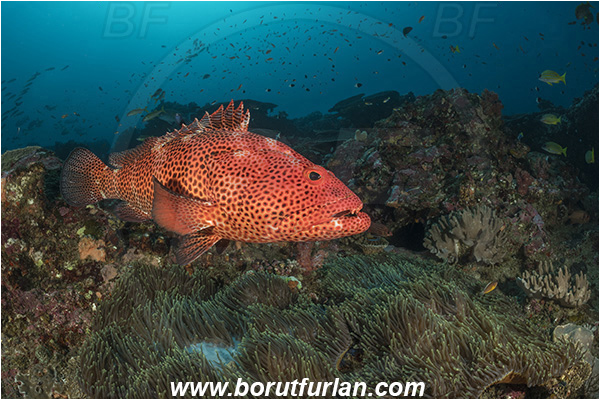 Sodwana bay, South Africa, Indian ocean, Epinephelus posteli, Epinephelus, Serranidae, Tiger grouper, Stripedfin Grouper, Grouper, Fish, Reef