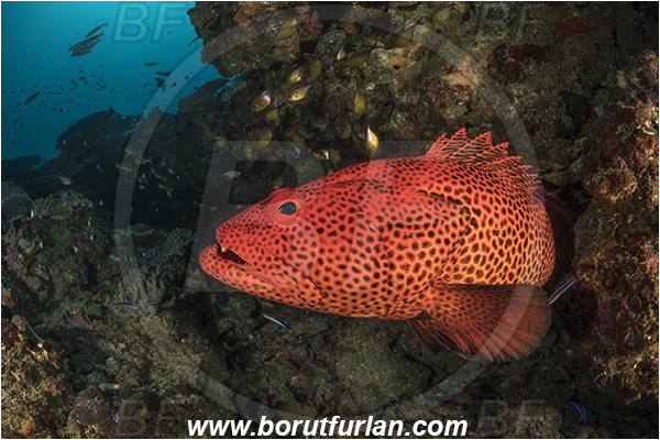 Sodwana bay, South Africa, Indian ocean, Epinephelus posteli, Epinephelus, Serranidae, Tiger grouper, Stripedfin Grouper, Grouper, Fish, Reef