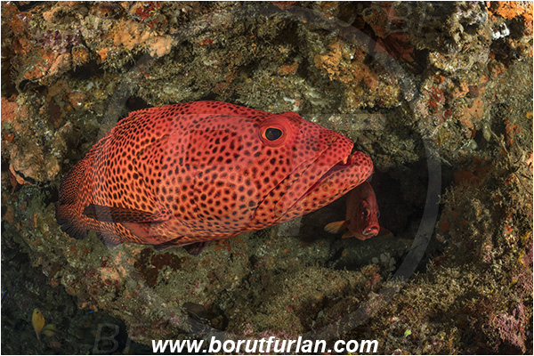 Sodwana bay, South Africa, Indian ocean, Epinephelus posteli, Epinephelus, Serranidae, Tiger grouper, Stripedfin Grouper, Grouper, Fish, Reef