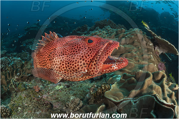 Sodwana bay, South Africa, Indian ocean, Epinephelus posteli, Epinephelus, Serranidae, Tiger grouper, Stripedfin Grouper, Grouper, Fish, Reef, Cleaning