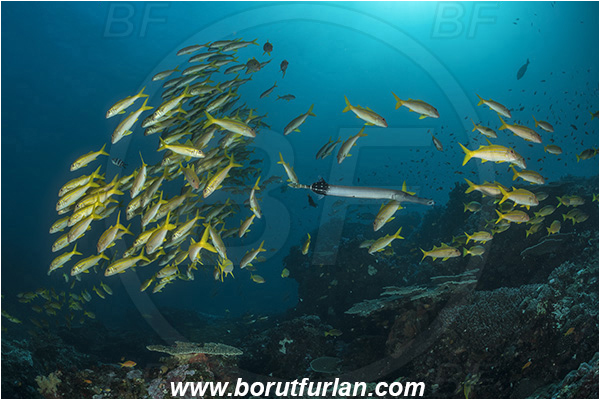 Sodwana bay, South Africa, Indian ocean, Mulloidichthys vanicolensis, Mulloidichthys, Mullidae, Yellowfin Goatfish, Goatfish, Fish, Fish school, Reef, Aulostomus chinensis, Aulostomus, Aulostomidae, Chinese trumpetfish, Trumpetfish