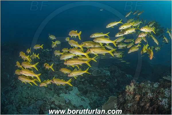 Sodwana bay, South Africa, Indian ocean, Mulloidichthys vanicolensis, Mulloidichthys, Mullidae, Yellowfin Goatfish, Goatfish, Fish, Fish school, Reef