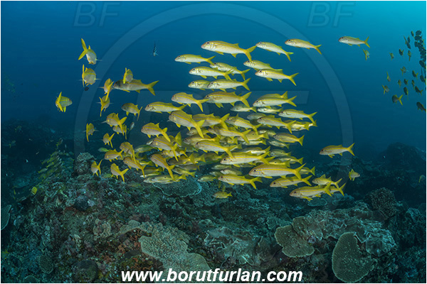 Sodwana bay, South Africa, Indian ocean, Mulloidichthys vanicolensis, Mulloidichthys, Mullidae, Yellowfin Goatfish, Goatfish, Fish, Fish school, Reef