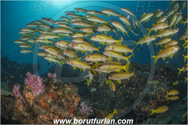Sodwana bay, South Africa, Indian ocean, Mulloidichthys vanicolensis, Mulloidichthys, Mullidae, Yellowfin Goatfish, Goatfish, Fish, Fish school, Reef