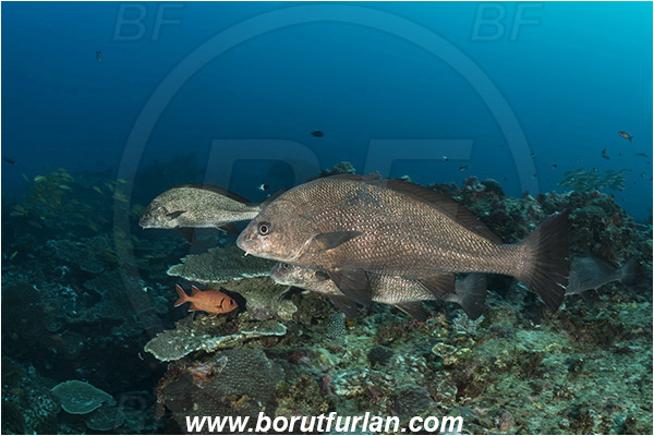 Sodwana bay, South Africa, Indian ocean, Umbrina ronchus, Umbrina, Sciaenidae, Silver drum, Drum, Fish, Reef