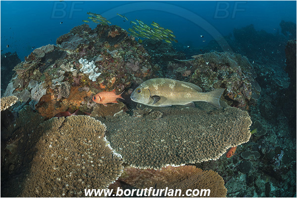 Sodwana bay, South Africa, Indian ocean, Reef, Plectorhinchus flavomaculatus, Plectorhinchus, Haemulidae, Goldspotted sweetlips, Sweetlips, Fish