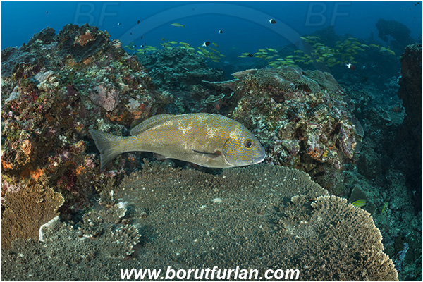 Sodwana bay, South Africa, Indian ocean, Reef, Plectorhinchus flavomaculatus, Plectorhinchus, Haemulidae, Goldspotted sweetlips, Sweetlips, Fish