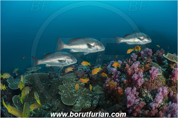 Sodwana bay, South Africa, Indian ocean, Reef, Diagramma centurio, Diagramma, Haemulidae, Sailfin rubberlip, Sweetlips, Fish, Fish school