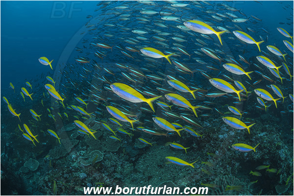 Sodwana bay, South Africa, Indian ocean, Caesio xanthonotus, Caesio, Caesionidae, Yellowback Fusilier, Fusilier, Fish, Fish school, Reef