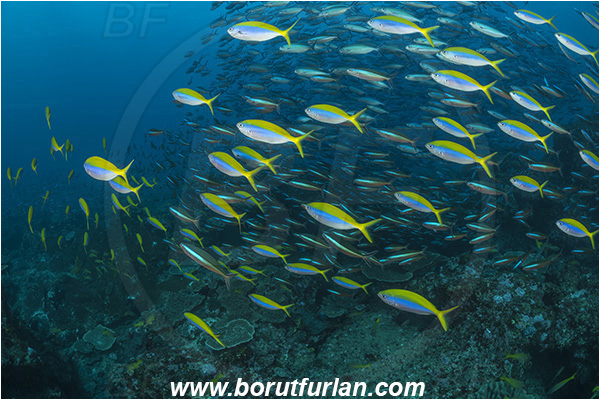 Sodwana bay, South Africa, Indian ocean, Caesio xanthonotus, Caesio, Caesionidae, Yellowback Fusilier, Fusilier, Fish, Fish school, Reef