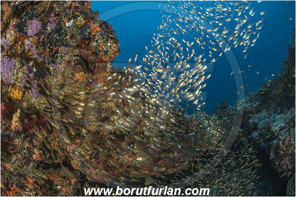 Sodwana bay, South Africa, Indian ocean, Parapriacanthus ransonneti, Parapriacanthus, Pempheridae, Glassfish, Glassy sweeper, Sweeper, Fish, Fish school, Reef