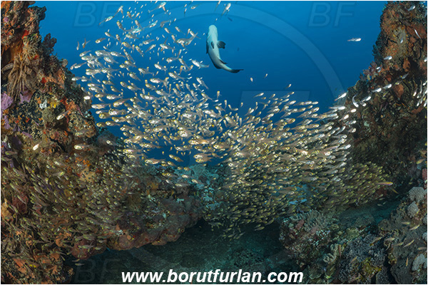Sodwana bay, South Africa, Indian ocean, Parapriacanthus ransonneti, Parapriacanthus, Pempheridae, Glassfish, Glassy sweeper, Sweeper, Fish, Fish school, Reef