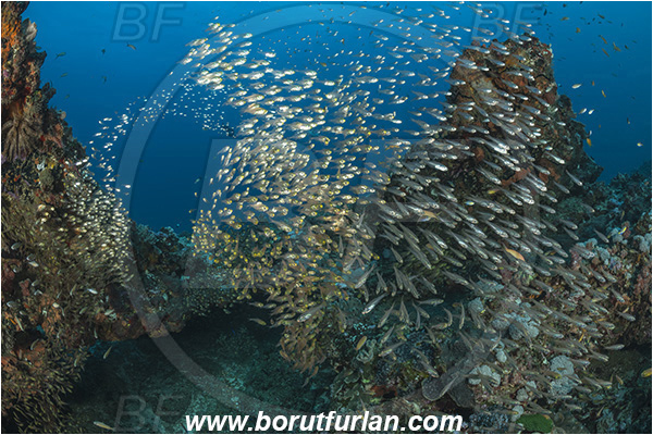 Sodwana bay, South Africa, Indian ocean, Parapriacanthus ransonneti, Parapriacanthus, Pempheridae, Glassfish, Glassy sweeper, Sweeper, Fish, Fish school, Reef